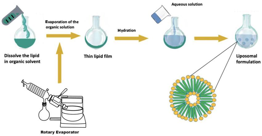 Fig.1 Thin film hydration method for liposome preparation process.